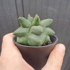 Astrophytum myriostigma cv