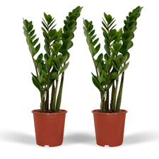 2x Zamioculcas Zamiifolia - Palma da Smeraldo - 50 cm - ø14