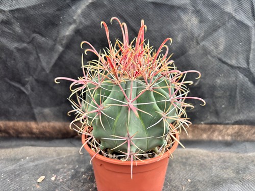 Ferocactus peninsulae baja - peninsulae,