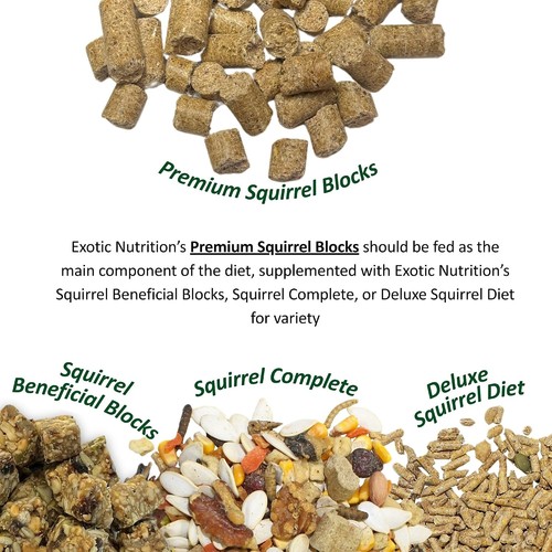 Scoiattolo nutrizione esotica - nutrizione,