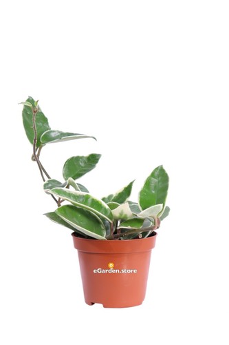 Pianta hoya carnosa krimson - pianta, di