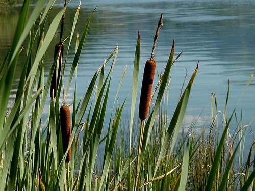 300 semi typha latifolia - semi, di