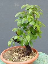 Bonsai Olmo Campestre 40x16cm