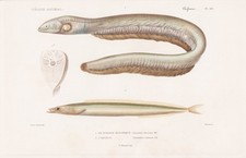 Gymnotus Electricus Ammodytes