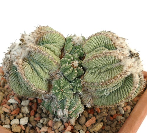 Aztekium ritteri seeds - ,