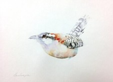 Carolina Wren, uccellini