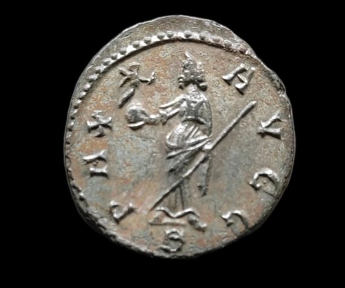 Splendido aureliano - splendido,