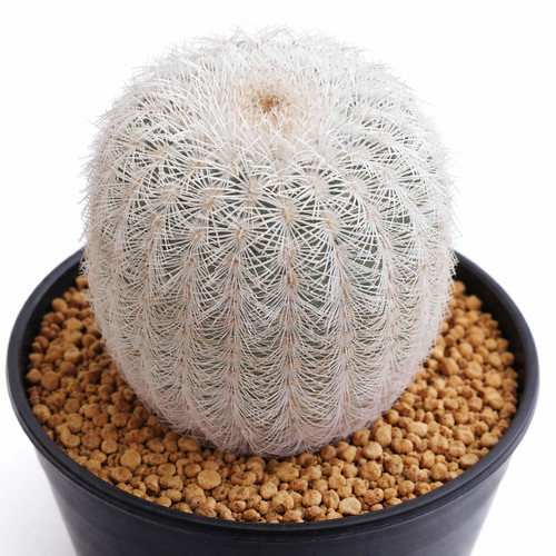 Echinocereus fitchii var
