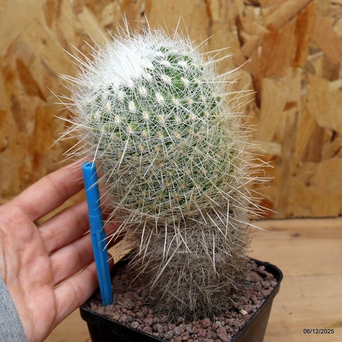 Thelocactus macdowellii vaso - macdowellii, 9