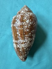 Conus textile lunghezza - xl,