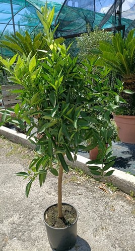 Pianta agrume clementino - ,