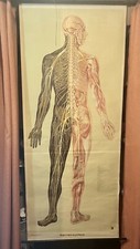 Poster sistema nervoso - poster,