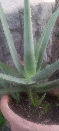 Aloe vera barbadensis pianta - vera,