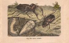 Stampa INSETTI CERVO VOLANTE