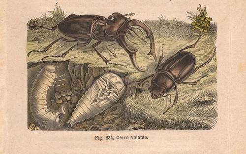 Stampa insetti cervo volante - insetti,