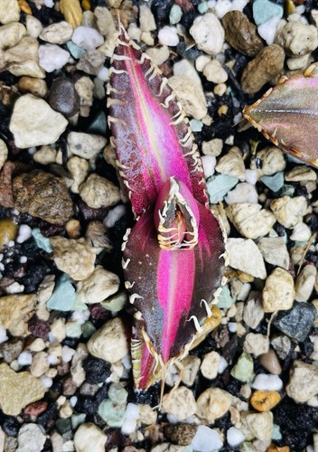 Rare agave titanota king - agave,
