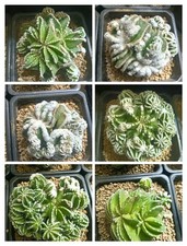 1pcs Uebelmannia Hinton pavimento 7-8cm multitesta WYSIWYG