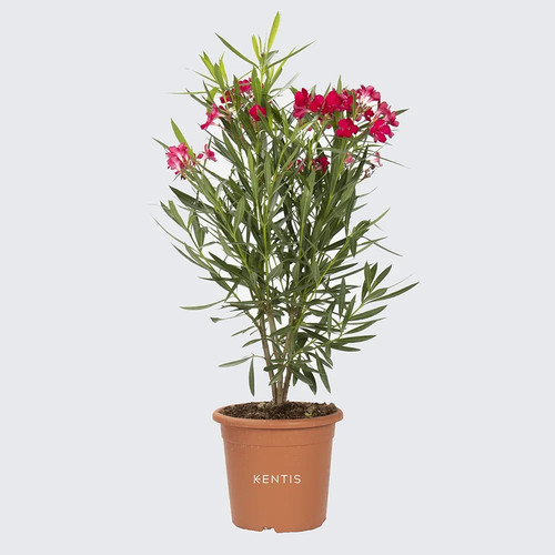 Oleandro nerium oleander - oleandro,