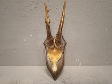   Trofeo Originale Corna Di Capriolo Con Scudo In Legno 