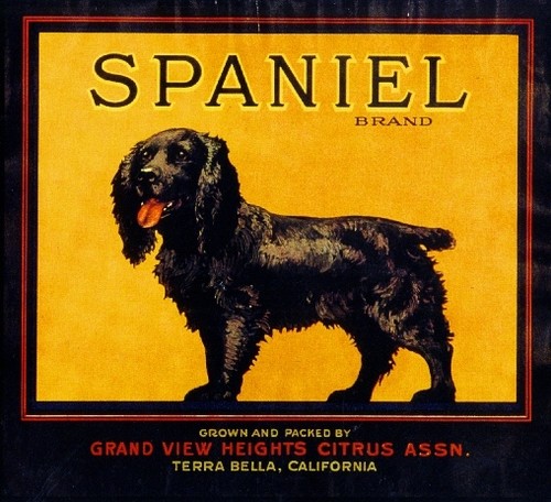 Terra bella cocker spaniel - terra,