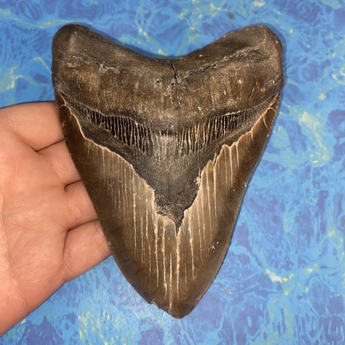 Megalodonte dente squalo - di,