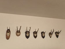 trofei di caccia
