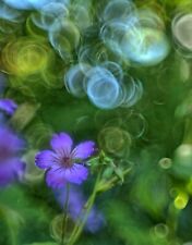 Obiettivo Helios 44M Modificato 58mm F2 Con Fantastico Effetto Bubble Bokeh M42 Vite