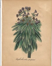 American Flora Vol IV 1855 AB