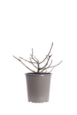 Pianta vera di Fico Nano Ficus