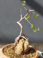 Bonsai Ficus 30x14 Cm In Vaso