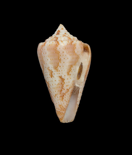 Conchiglia shell conus - shell,