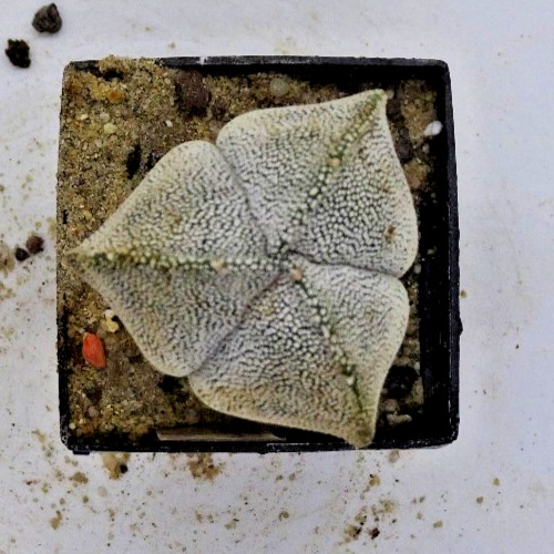 Cactus astrophytum - -,