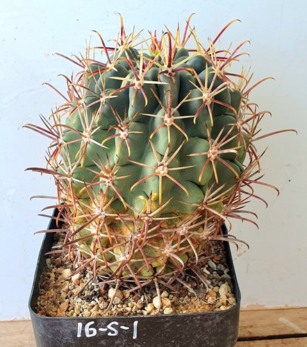 Rarità sclerocactus - rarità:,