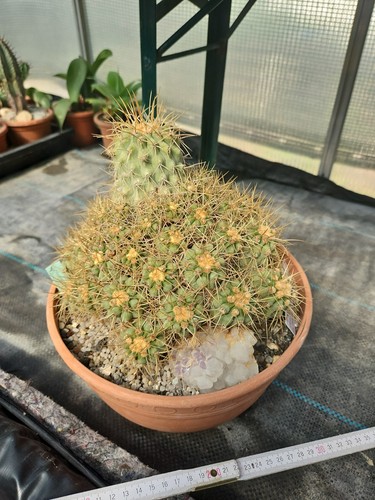 Copiapoa eremophila - , fa