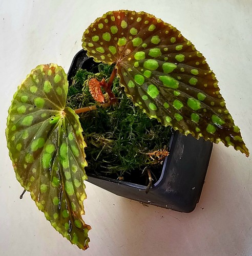 Begonia chlorosticta - -,