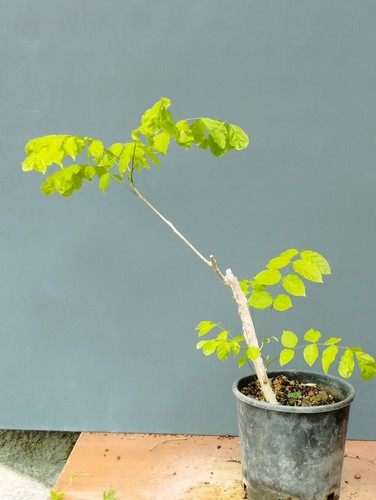 Bonsai glicine 50x2cm - di,