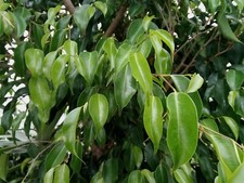 Fico betulla ficus - di,