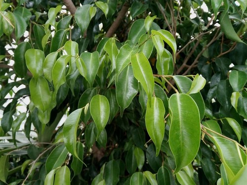Fico betulla ficus benjamina - fico,