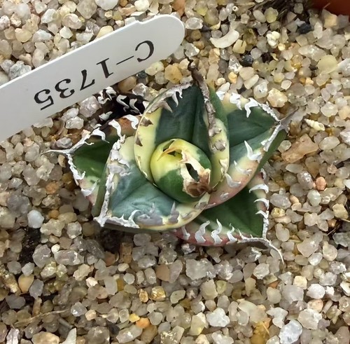 Raresucculent plant agave - raresucculent,