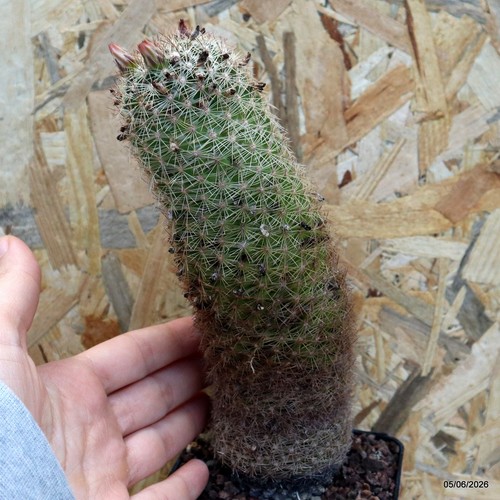 Mammillaria matudae vaso - mammillaria, 9