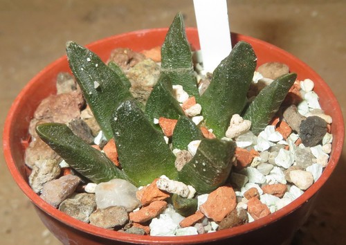 Ariocarpus scapharostrus
