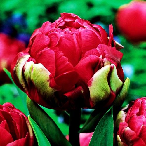 Tulipani bulbi fiori - bulbi,
