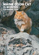 Maine Coon Gatti 2026