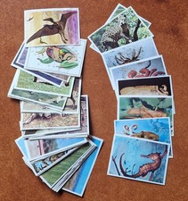 LOTTO 40 figurine Animali di Tutto il Mondo Album Panini 1966 recuperate e nuove