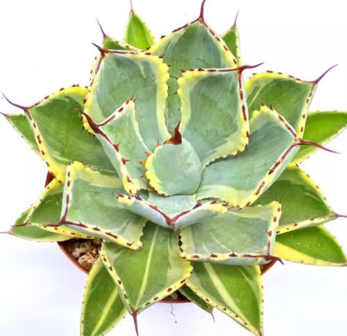 Agave potatorum kishoukan - potatorum,