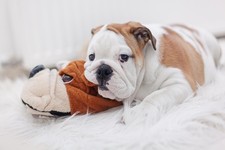 English Bulldog Puppy Laying