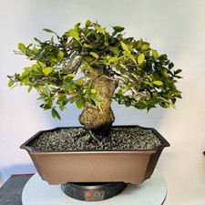 Pre Bonsai Di Leccio Yamadori!