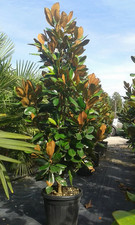 Magnolia grandiflora