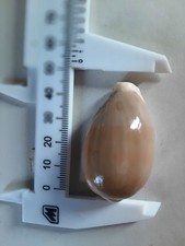 CONCHIGLIA CYPREIDI CYPRAEA