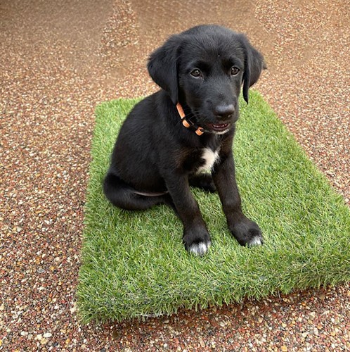 Tavola/piattaforma/gundogs/agi
